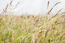 Wild Grasses Blowing In Breeze In A Countryside Meadow