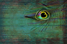 Old Rustic Vintage Grunge Wooden Background With Peacock Feather