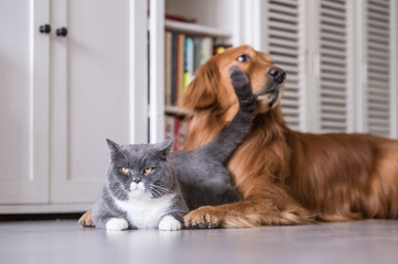 Poster - British cat and Golden Retriever