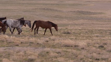 Wall Mural - Herd of wild horses walking through the frame