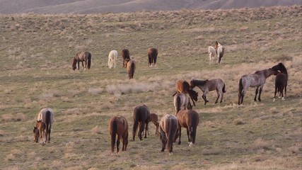 Wall Mural - View of wild horses grazing while two are fighting in the herd.