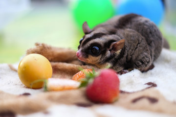 A Chubby adorable sugar glider (Petaurus breviceps) eating some fruits on fabric floor, copy space. gray sugar glider.