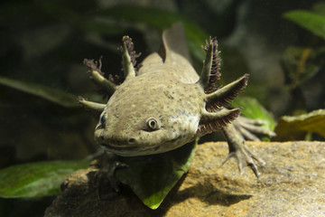 Wall Mural - Axolotl unturned.