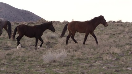 Wall Mural - Panning view of wild horses slowly running.