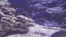 Black Drum In Saltwater Aquarium Stock Footage Video