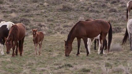 Wall Mural - View of wild horse herd grazing.