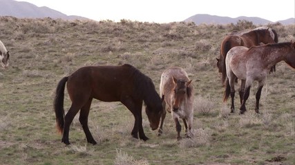 Wall Mural - Wild horses playing and fighting with each other.