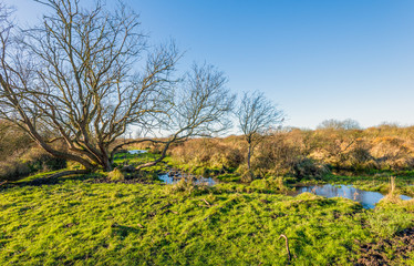 Sticker - Extraordinary bare tree in a wet nature reserve