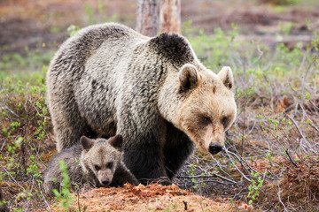 Wall Mural - Mother  bear and cub