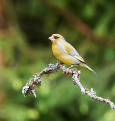 Sticker - Male european greenfinch