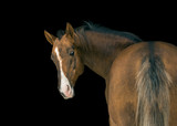 Fototapeta Konie - Portrait of red horse with white line on face on black background