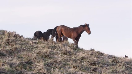 Wall Mural - View of wild horses on top of a hill against the sky.