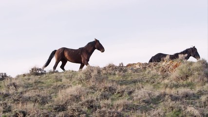Wall Mural - Panning view of wild horses slowly running along the top of a hill.