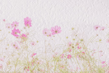 Wall Mural - cosmos flower on mulberry paper texture on white background
