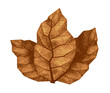 Three dry tobacco leaves
