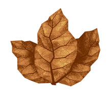 Three Dry Tobacco Leaves