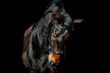 Beautiful horse on a black background