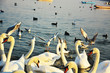 Swans on the Danube river
