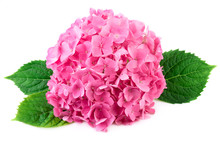 Pink Flowers With Green Leaves Of Hydrangea