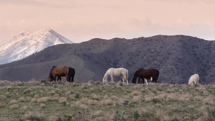Wall Mural - View of wild horse grazing on the horizon at sunrise.