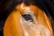 © Peterfactors - Horse eye close-up