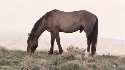 Wall Mural - View of wild horse grazing on the horizon.