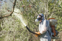 Young Farmer Spraying Apricot Trees With Chemicals In The Orchard