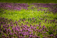 Beautiful Field Of Green Grass And Purple Flowers In A Spring Meadow