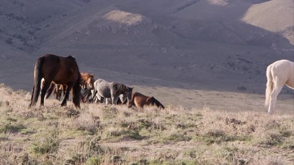 Wall Mural - Panning view of wild horses grazing on top of a hill.