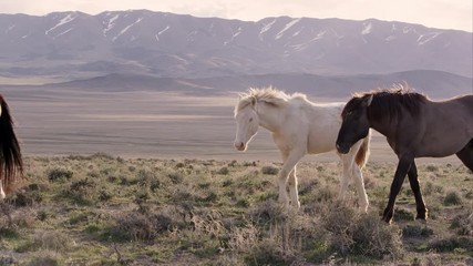 Wall Mural - Herd of wild horses walking along a hilltop
