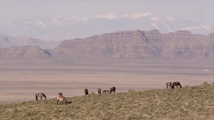 Wall Mural - Zoomed view of the Utah landscape with wild horses