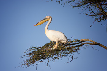 Pelican sitting on the branches of a tree against the sky