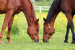Two horses grazing on the pasture
