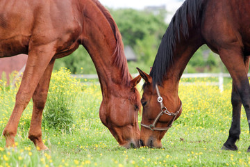  Two horses grazing on the pasture