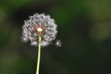 Fototapeta Dmuchawce - Dandelion with seeds blowing away in the wind, Close up of dandelion spores blowing away