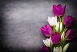 Fototapeta Tulipany - Tupil on the gray background. Spring greeting card.