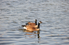 A Pair Of Geese Rest By Floating Along The Des Plaines River In Joliet, Illinois.