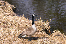 Canadian Goose Standing Tall On Early Spring Shore Of Dried Grasses, Dark Cool Water