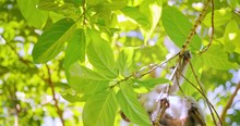 Cute Little Monkey On Tree Branch Among Green Leaves Of Forest Canopy At Sunny Day In Indonesia Jungle