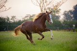 beautiful horse galloping on field on a sunshine day