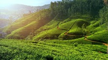 Beautiful Tea Plantation Landscape Of Green Valleys Under Morning Sun. Sri Lanka