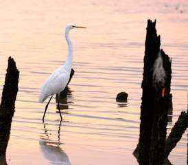 Wall Mural - standing seabird