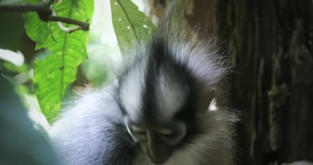 wild thomas monkey langur endemic to sumatra jungle forest in natural habitat environment of gunung 