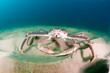 Snow crab (opilio crab) on the seabed