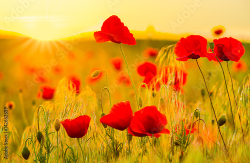 red-poppy-field-in-the-light-of-the-rising-sun