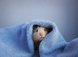 Fototapeta  - A hamster in a blue towel. Blue background.