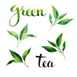 Food design set with tea leaves watercolor and lettering. Hand drawing watercolor style. On blobs background. 