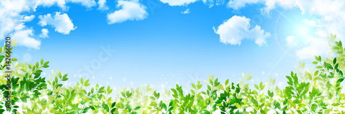 新緑　葉　緑　背景