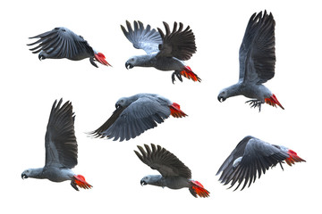  Bird flying, African grey parrot isolated on white background