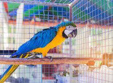 Close Up Blue And Yellow Macaw Or Blue And Gold Macaw Bird Standing Perch On The Branch In Cage.